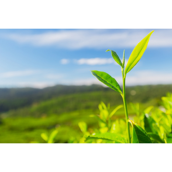 クミタス 読み物 昆虫 節足動物との接触 刺咬 吸血による皮膚症状 クミタス 読み物 昆虫 節足動物との接触 刺咬 吸血による皮膚症状