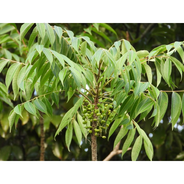 クミタス 読み物 ハゼノキ ヤマハゼによる接触性皮膚炎